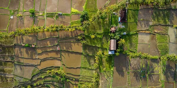 aerial view with industrial drone of rice terraces