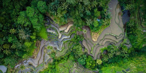 aerial view with industrial drone of rice terraces