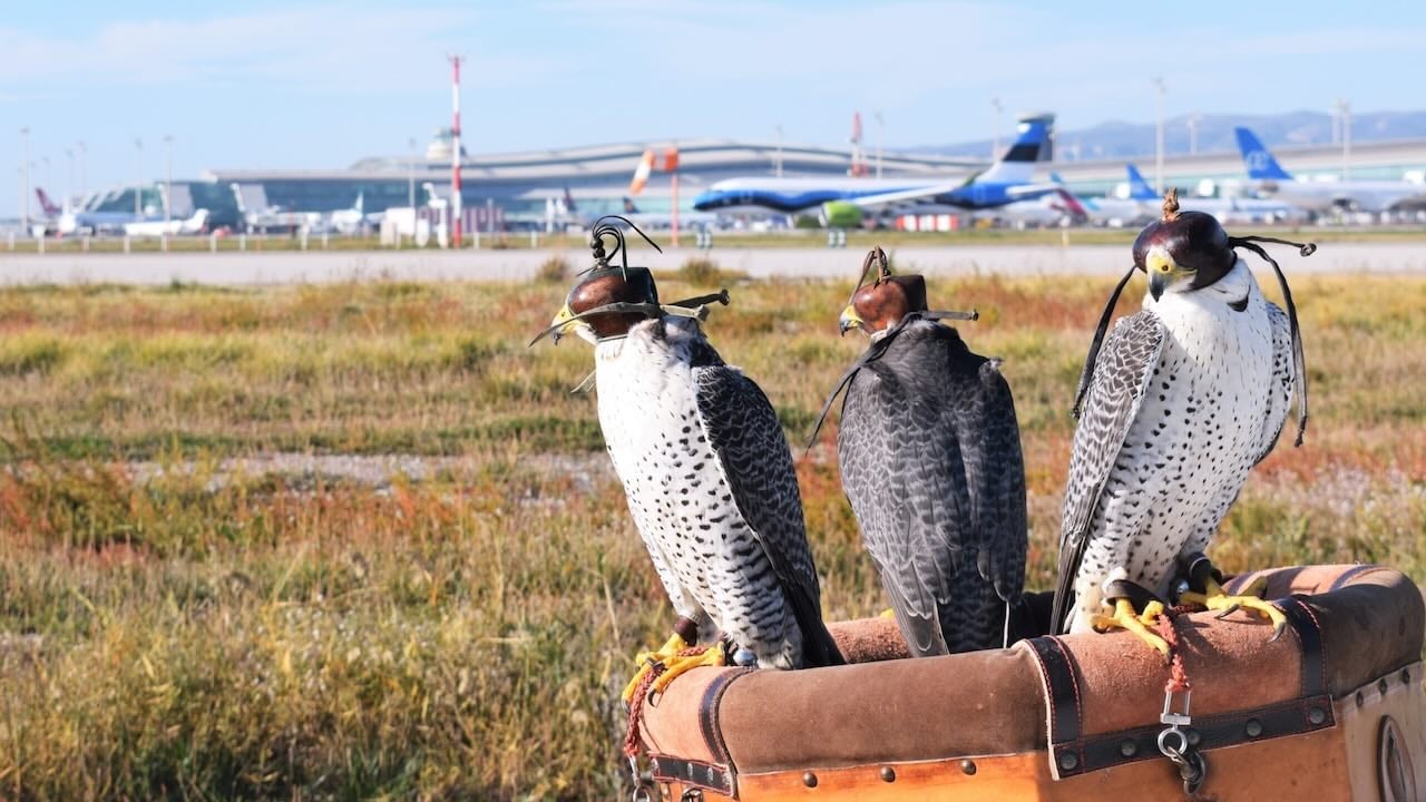 Bird control at airports by falcons