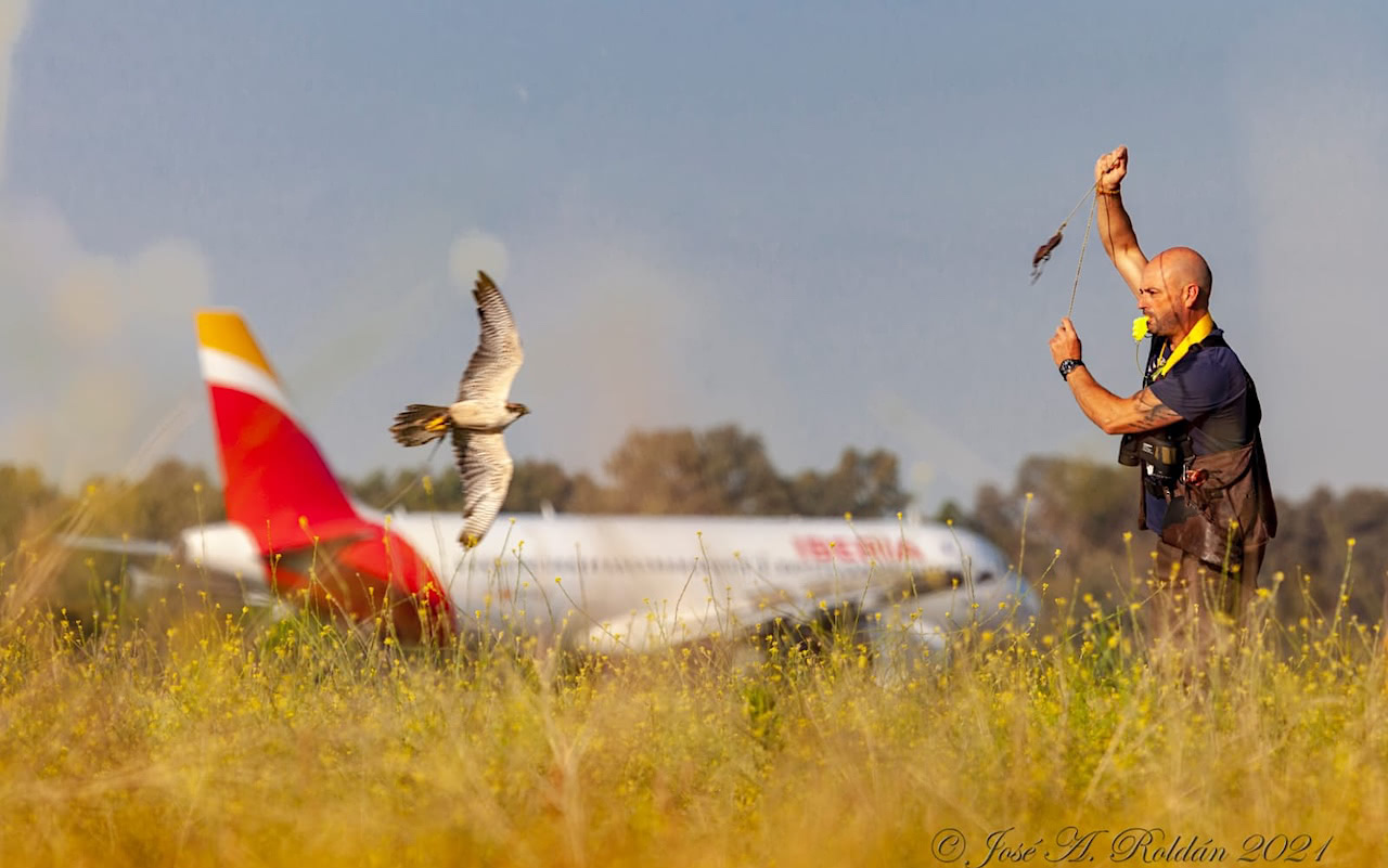 falcons-at-airports
