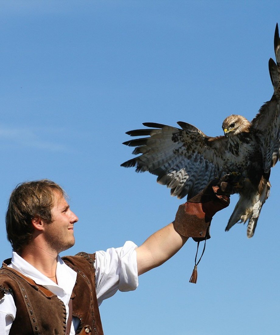 Falconer with a falcon trained to keep birds away from flight zones